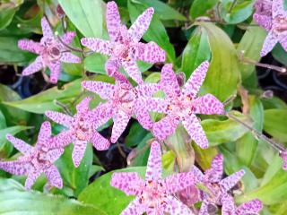 Tricyrtis formosana 'Dark Form'