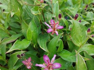 Tricyrtis formosana 'Samurai'