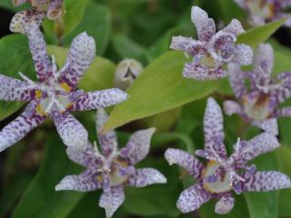 Tricyrtis hirta