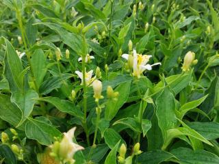 Tricyrtis hirta 'Alba'