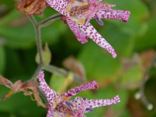 Tricyrtis hybride 'Sinonome'