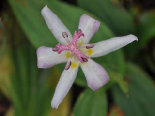 Tricyrtis hybride 'Tojen'