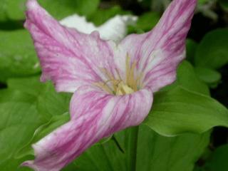 Trillium grandiflorum