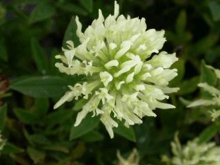 Trifolium ochroleucon