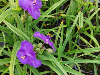 Tradescantia hybride 'Leonora'
