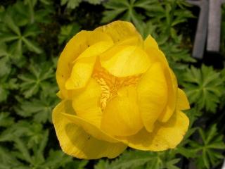 Trollius europeus