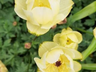 Trollius hybride 'Cheddar'