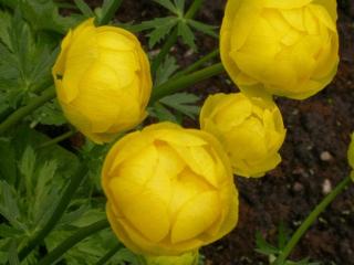 Trollius hybride 'Lemon Queen'