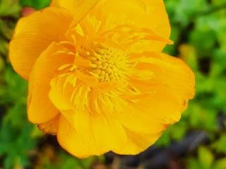 Trollius hybride 'New Moon'