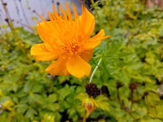 Trollius hybride 'Orange Triumphator'