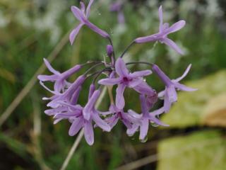 Tulbachia violacea