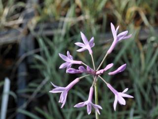 Tulbachia violacea 'Silver Lace'