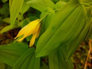 Uvularia grandiflora