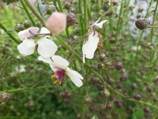 Verbascum blattaria 'Albiflorum'