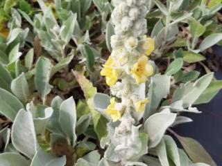 Verbascum bombyciferum