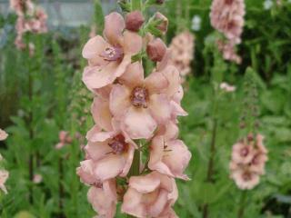 Verbascum hybride 'Cotswold Queen'