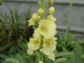 Verbascum hybride 'Gainsborough'