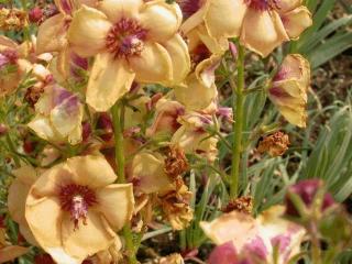 Verbascum hybride 'Jackie'