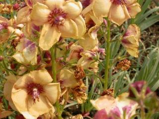 Verbascum hybride 'Jackie'