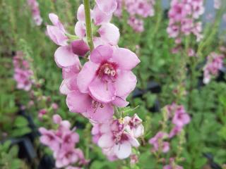 Verbascum hybride 'Pink Domino'