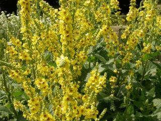 Verbascum nigrum