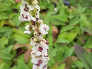 Verbascum nigrum 'Album'