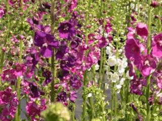 Verbascum phoenicum