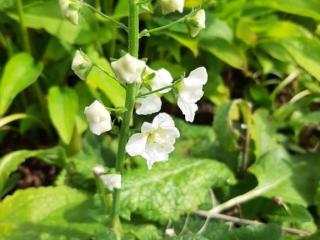 Verbascum phoenicum 'Flush of White'