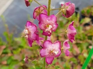 Verbascum phoenicum 'Rosetta'