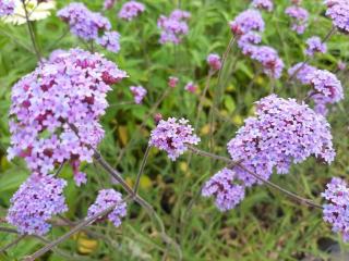 Verbena bonariensis (patagonica)