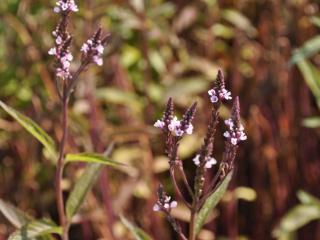 Verbena hastata 'Pink Spires'