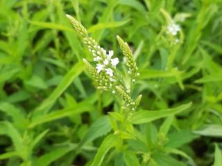 Verbena hastata 'White Spires'