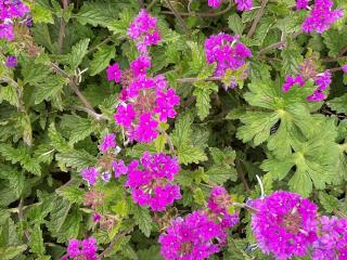 Verbena hybride 'Homestead Purple'