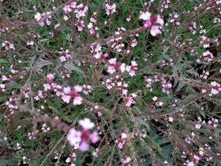 Verbena officinalis 'Bampton'