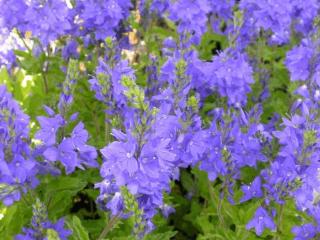 Veronica austriaca 'Knallblau'