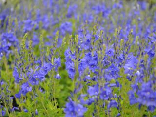 Veronica austriaca 'Royal Blue'