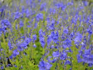 Veronica austriaca 'Royal Blue'