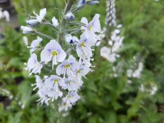 Veronica gentianoides