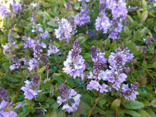 Veronica hybride 'Lapis Lazuli'