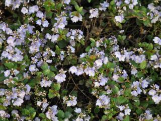 Veronica hybride 'Mad. Mercier'