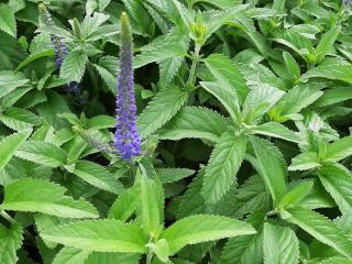 Veronica longifolia 'Blauriesin'