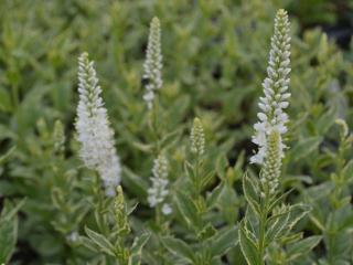 Veronica longifolia 'Charlotte' ®