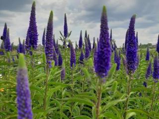 Veronica hybride 'First Glory'