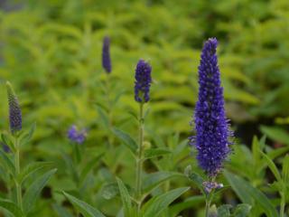 Veronica longifolia 'Marietta'