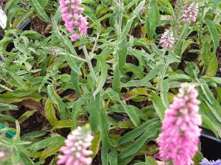 Veronica longifolia 'Pink Eveline'