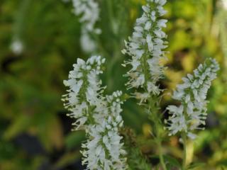 Veronica longifolia 'Schneeriesin'