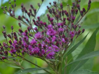 Vernonia crinita 'Mammuth'