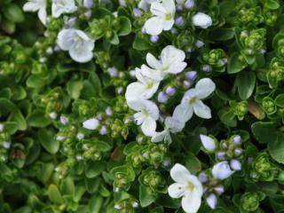 Veronica repens