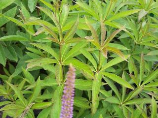 Veronicastrum sibiricum 'Amethyst'