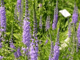 Veronica spicata